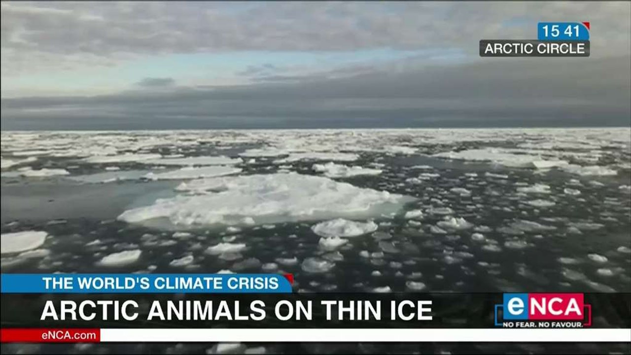 Arctic circle animals on thin ice