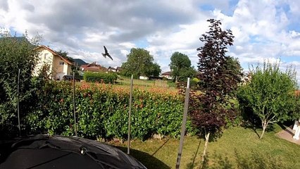 Vols d'hirondelles au ralenti