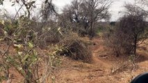 Group of tourists surprised by entire pride of lions while on safari