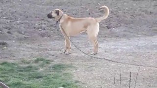 GENC ANADOLU COBAN KOPEGi ADAMCI OLMA YOLUNDA - YOUNG ANATOLiAN SHEPHERD DOG