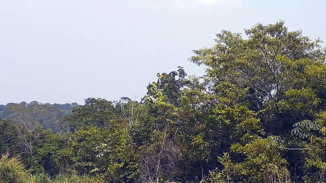 [SBEG Spotting]Boeing 737-800 PR-GUJ na final antes de pousar em Manaus vindo de Brasília(18/09/2020)