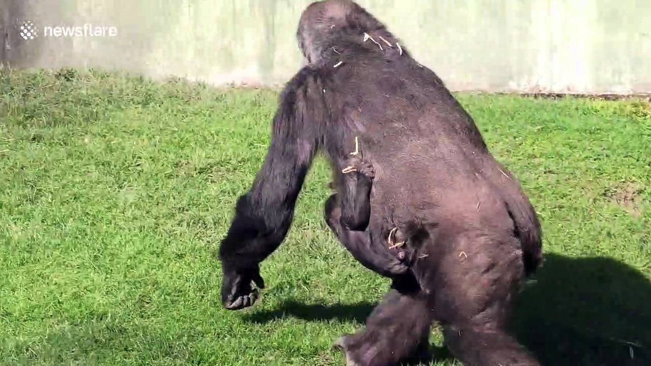 This video of a gorilla mother with her newborn will give you cuddle envy