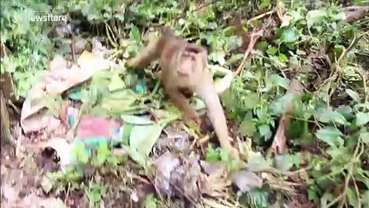Hungry monkeys raiding homes in southern Thailand in search of food after Covid-19 killed tourism