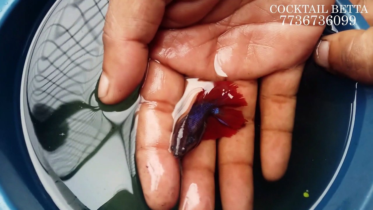 Female Betta