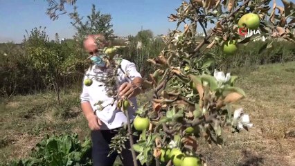 Üzerinde meyve varken çiçek açtı