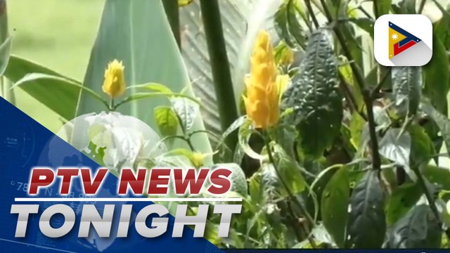 DENR to punish those who sell, buy endangered plants