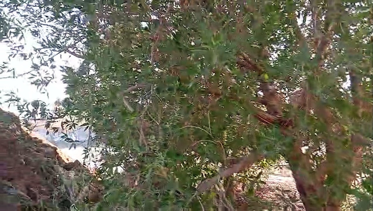 Two JCB Working on Mud - JCB Backho loder duging - JCB Video