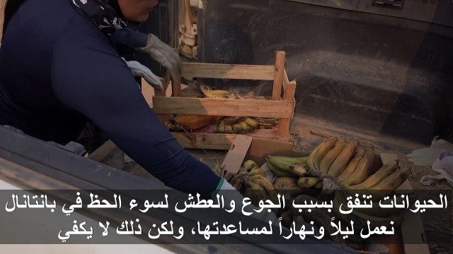 متطوعون يهبون لنجدة الحيوانات بعد الحرائق في معقل برازيلي للتنوع الحيوي