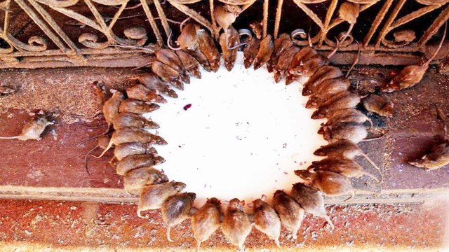 Karni Mata Temple: The mysterious temple of Rats