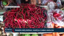 Panen Melimpah, Harga Cabai Anjlok