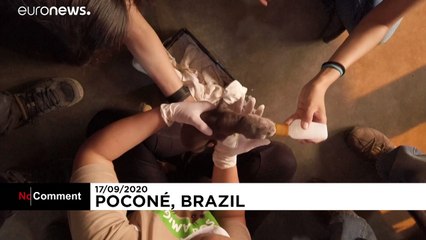 Brésil : les images du sauvetage de bébés jaguars