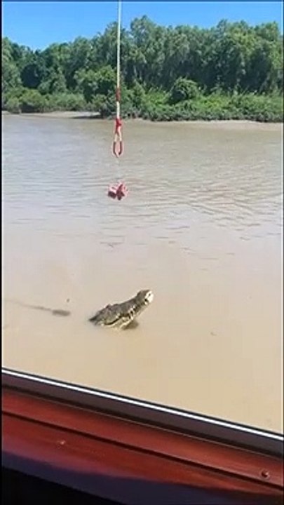Un crocodile fait un saut impressionnant pour attraper sa viande