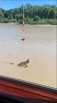 Un crocodile fait un saut impressionnant pour attraper sa viande