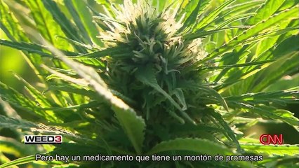 WEED 3, THE MARIHUANA REVOLUTION (V.O.S.E) - CNN