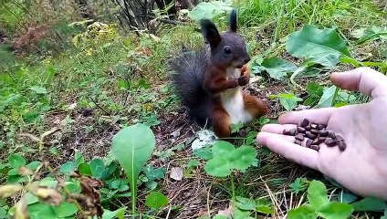 Squirrel Freezes after Feeding on Fresh Snacks