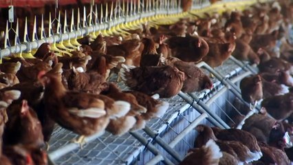 Victoria battling worst ever bird flu outbreak