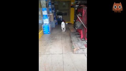 Trate de no reírse  Videos divertidos de gatos y perros