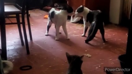 Pelea de Gatos