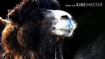 qurbani ka janwar kaisa nahi rahna ? | Qurbani ke masail  | खुर्बानी का जानवर कैसा नहीं रहना ?