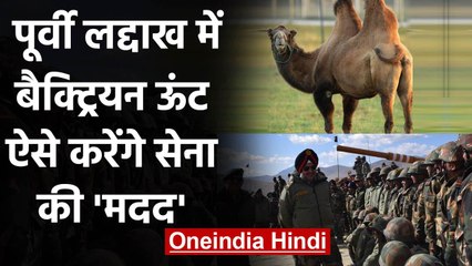 Ladakh में Indian Army के साथ पेट्रोलिंग करेंगे Bactrian Camels, जानिए इनकी खासियत | वनइंडिया हिंदी