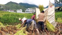 Çinli çiftçiler, zor yetiştirilen mahsullerini hasat ediyor