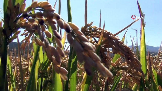 Beyaz altının sofralara uzanan yolculuğu başladı