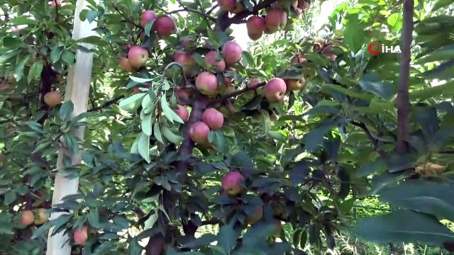 Beykoz Elması’nda Yüzler Gülüyor