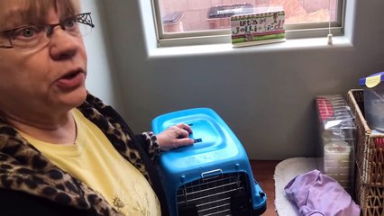 Found Cockatoo Story - Ginger’s Parrot Rescue