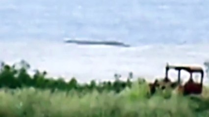 'Sea Monster' Washes Ashore in US Could This Be The South Carolina Monster_