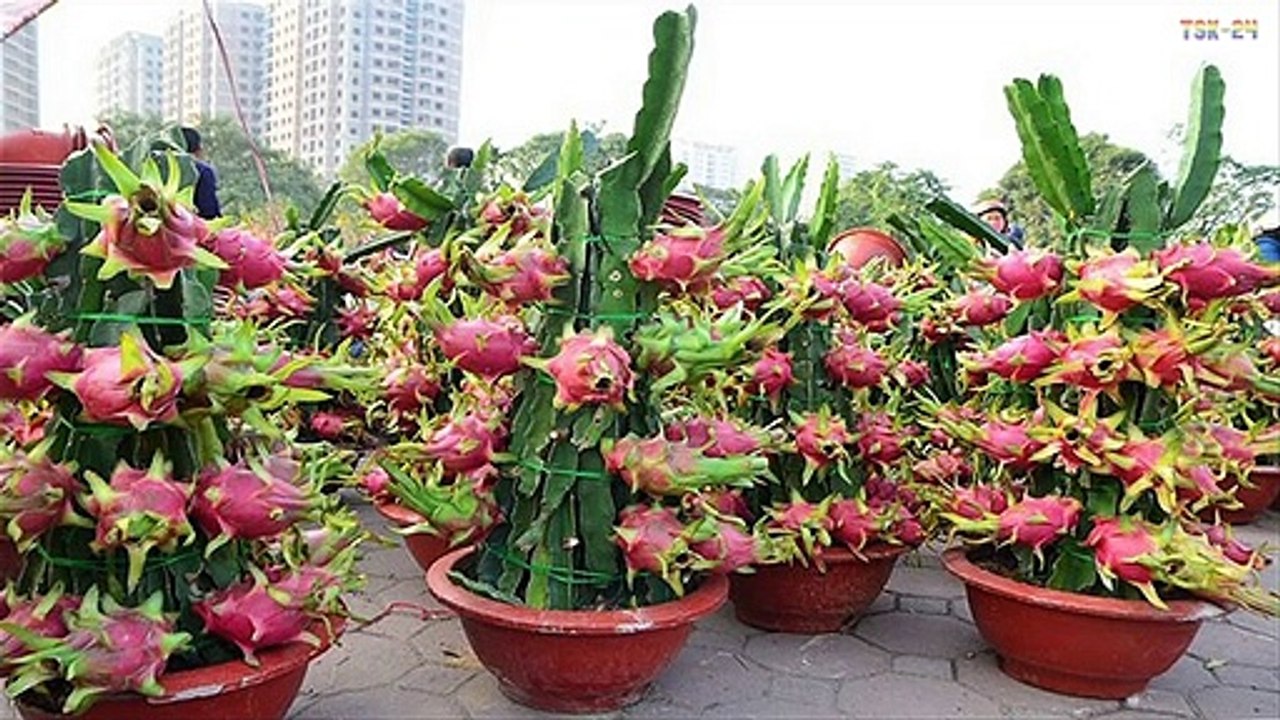 Top 7 easy to grow fruit trees and plants for beginners
