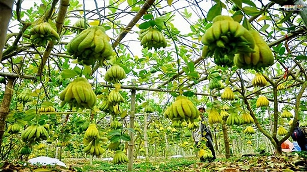 WOW! Amazing Agriculture Technology - Strange Fruit - Buddha's hand