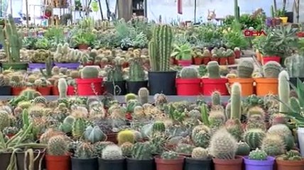 Antalya ofis ortamından sıkılınca kaktüs üretümine başladı