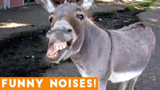 Funniest Animal Sounds Compilation of 2018 _ Funny Pet Videos