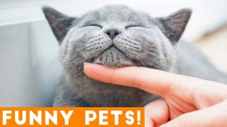 Funniest Pets & Animals of the Week Compilation July 2018 _ Hilarious Try Not to Laugh Animals Fail