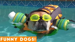 Good Dogs Best Dog Videos Animals Compilation _ Funny Pet Videos June 2018