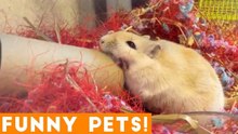Funniest Pets & Animals of the Week Compilation June 2018 _ Hilarious Try Not to Laugh Animals Fail