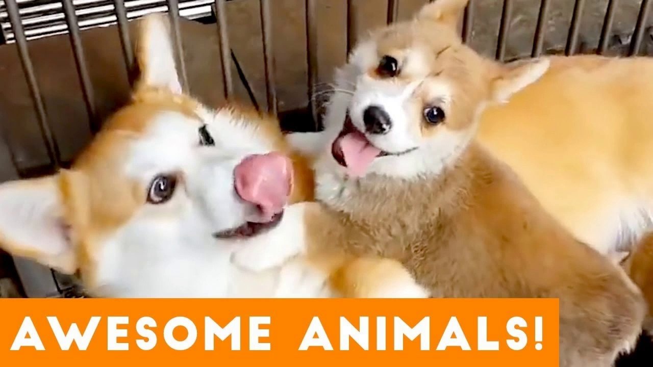 Most Amazing Animas on Earth Compilation 2018