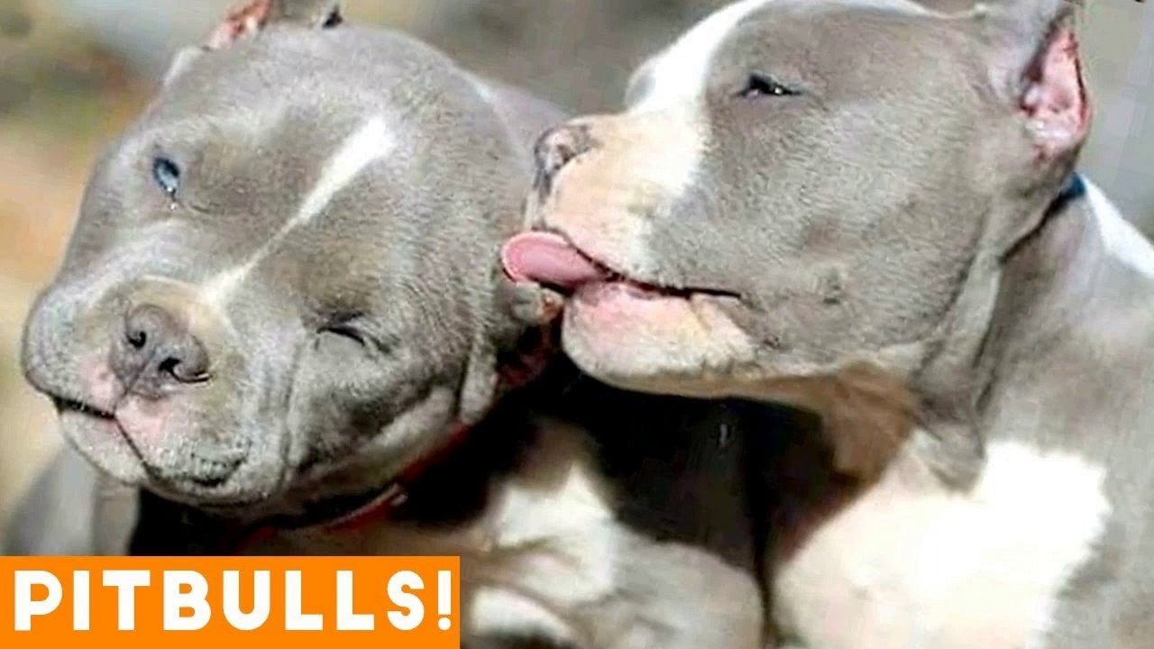 Ultimate Pitbull Compilation June 2018 _ Cutest Funny Pitbull Videos Ever