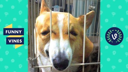 Try Not To Laugh or Grin - Funny Animals Compilation 2018 _ Funny Vines