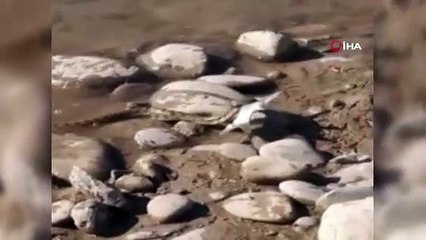 Çayda balık avlayan yılan böyle görüntülendi