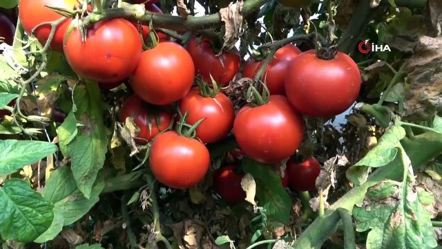 Tarlada 40 kuruşa düşen domatesin kilosu markette 2,5 liradan başlıyor