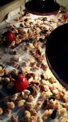 # Tiger Murgi # টাইগার মুরগি বাচ্চা সহজ পদ্ধতিতে ব্রুডিং শিখুন