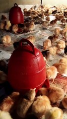 Tiger murgi Bangl Desh ভিডিও টা দেখুন বাচ্চা সংগ্রহ করুন