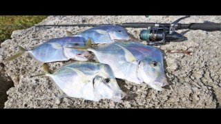 Catching DINNER & Tons of Fish Inshore Fishing!