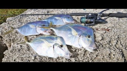 Catching DINNER & Tons of Fish Inshore Fishing!
