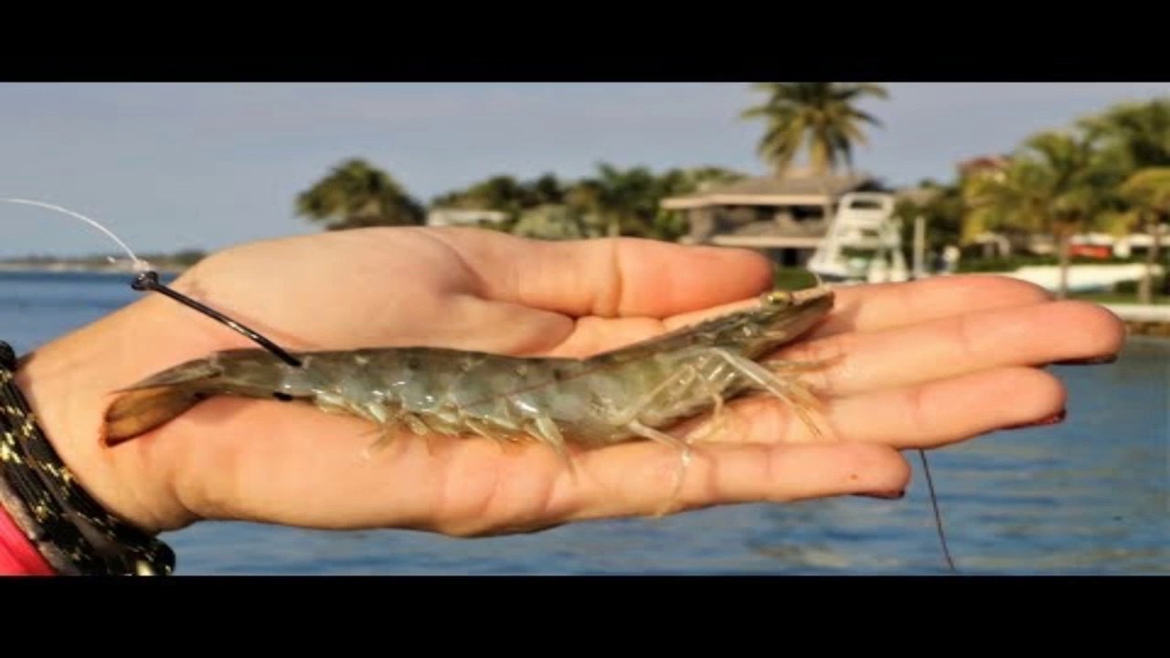 Florida Inshore Fishing with JUMBO Live Shrimp!