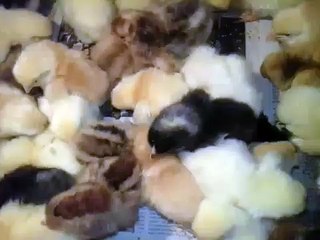 Tiger Murgi 1One Day বাচ্ছা বুকিং চলিতেছে Tiger Murgi  টাইগার মুরগি বাচ্ছা