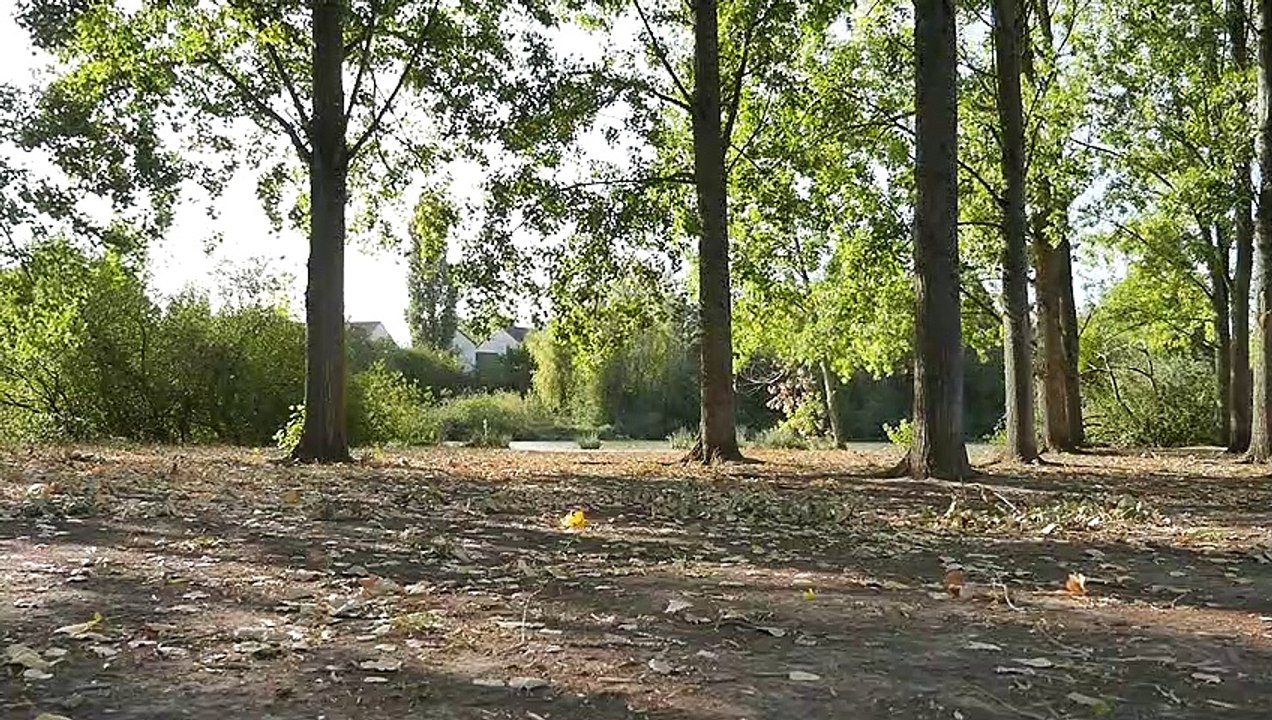 Forest - Nature (Creative Common Video 139)