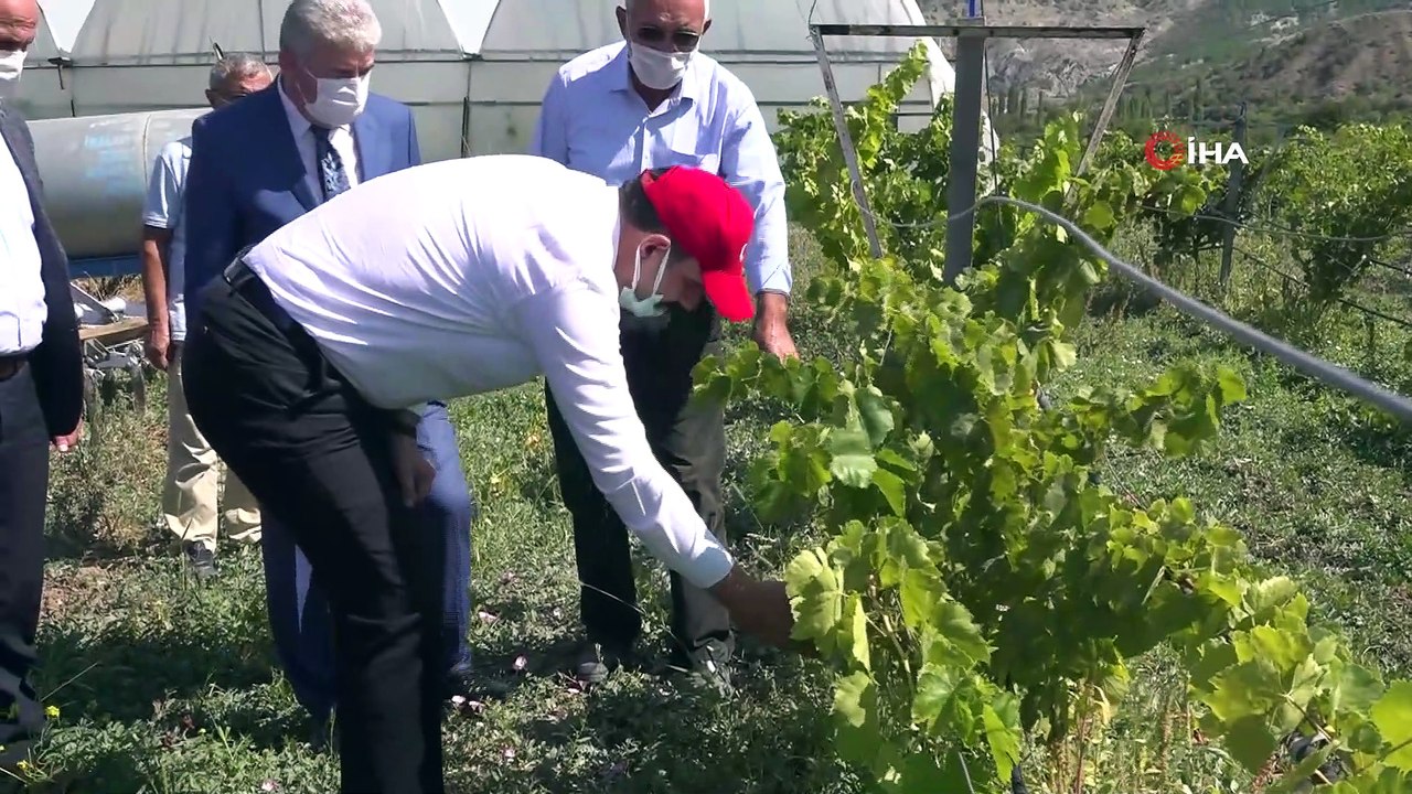Eline makası alan Vali üzüm hasadı yaptı