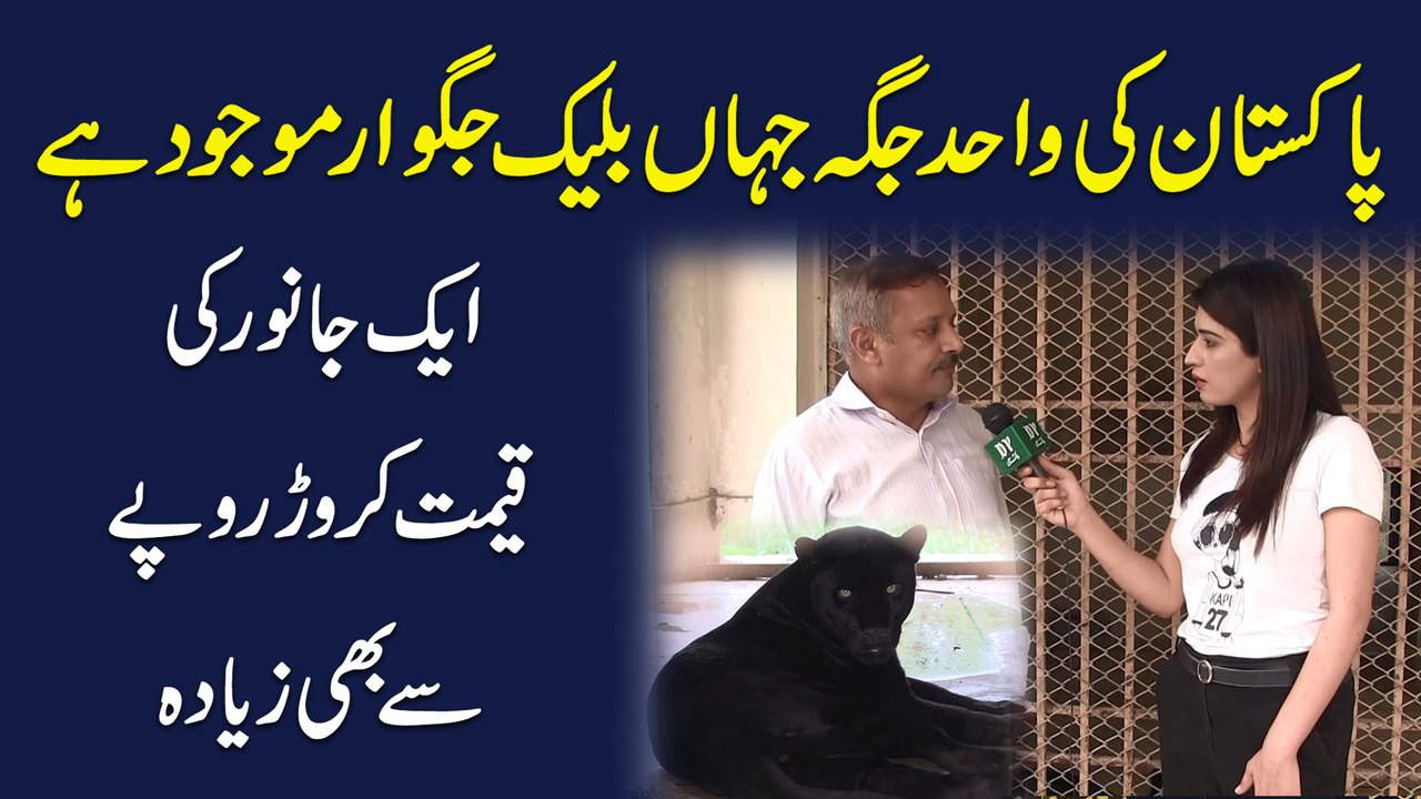 Pakistan ki wahid jaga jaha Black Jaguar mojud hai, aik janwar ki qeemat crore ropay se b ziada...